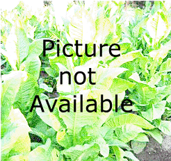 Connecticut Broad Leaf Tobacco Plant